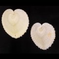 リュウキュウナデシコ