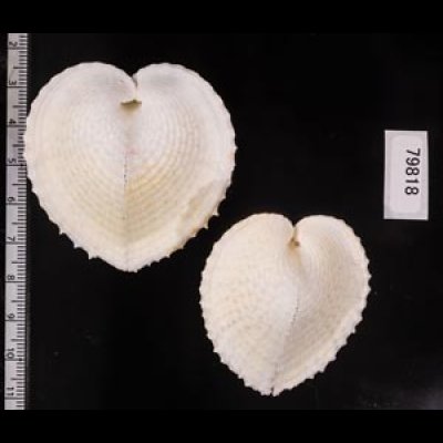 リュウキュウナデシコ Laevichlamys squamosafig.2