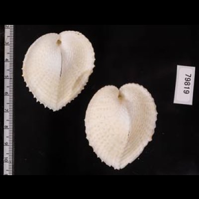 リュウキュウナデシコ Laevichlamys squamosafig.2