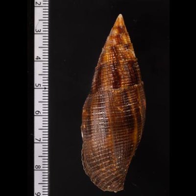 コゲフデ Mitra eremitarumfig.2