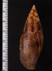 コゲフデ Mitra eremitarumfig.2
