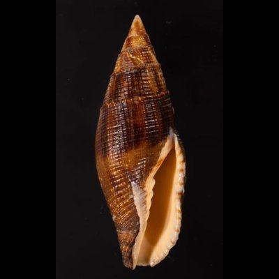 コゲフデ Mitra eremitarumfig.1
