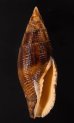 コゲフデ Mitra eremitarumfig.1