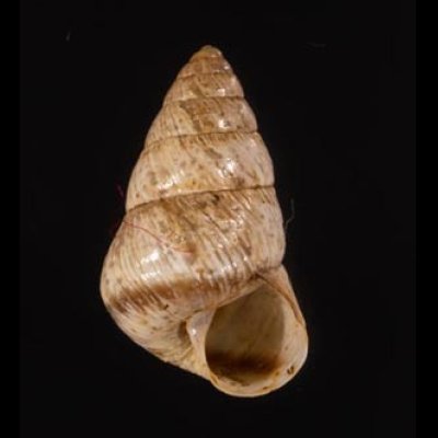 トウガタマラガマイマイ Cochlicella barbarafig.1