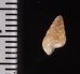 トウガタマラガマイマイ Cochlicella barbarafig.2