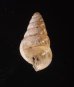 トウガタマラガマイマイ Cochlicella barbarafig.3