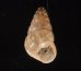 トウガタマラガマイマイ Cochlicella barbarafig.1