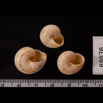 ムチウチコマイマイ Cernuella virgatafig.2