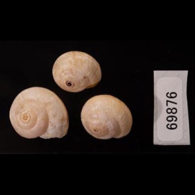 ムチウチコマイマイ Cernuella virgatafig.1