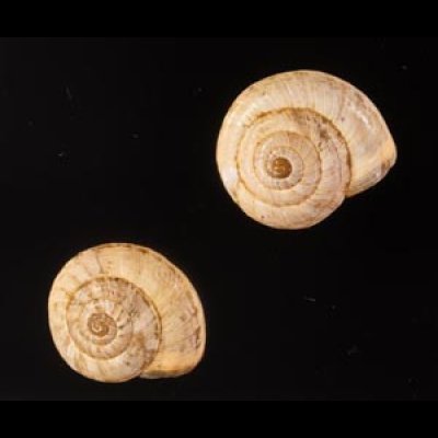 ムチウチコマイマイ Cernuella virgata virgatafig.1