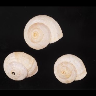 画像1: ムチウチコマイマイ