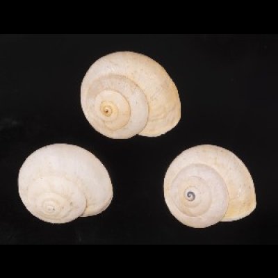 画像1: ムチウチコマイマイ