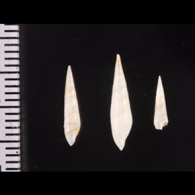 ハナゴウナ Eulima bifascialisfig.2