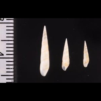 ハナゴウナ Eulima bifascialisfig.2