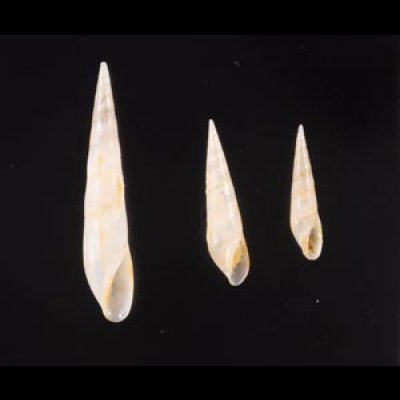 ハナゴウナ Eulima bifascialisfig.1