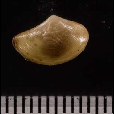 ハトムギソデ Neilonella dubiafig.2