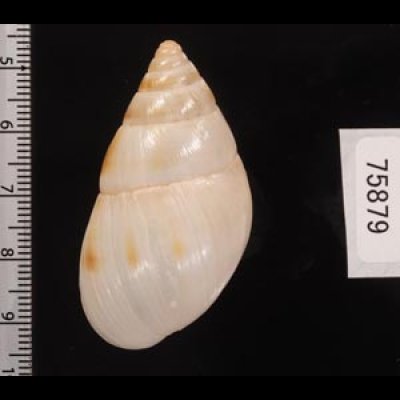 マルアフリカマイマイモドキ Leucotaenius favaniifig.2