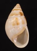 Leucotaenius favanii マルアフリカマイマイモドキ