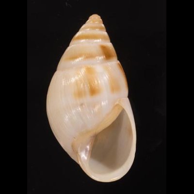 マルアフリカマイマイモドキ Leucotaenius favaniifig.1