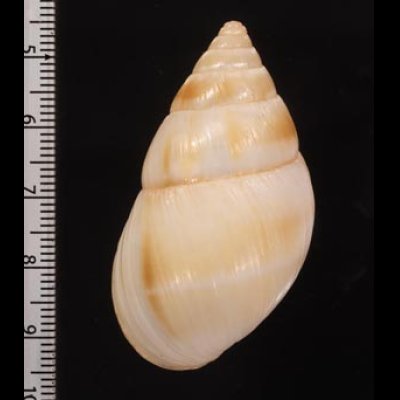 マルアフリカマイマイモドキ Leucotaenius favaniifig.2