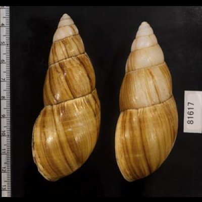 画像2: オオフデマイマイ  SALE!