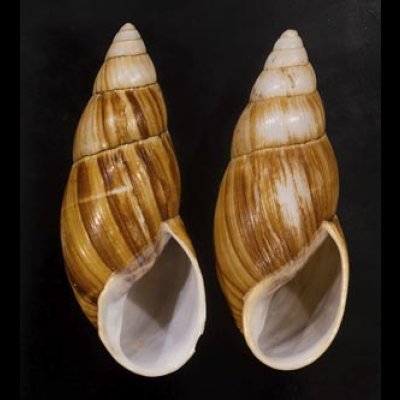 画像1: オオフデマイマイ  SALE!