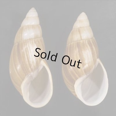 画像1: オオフデマイマイ  SALE!