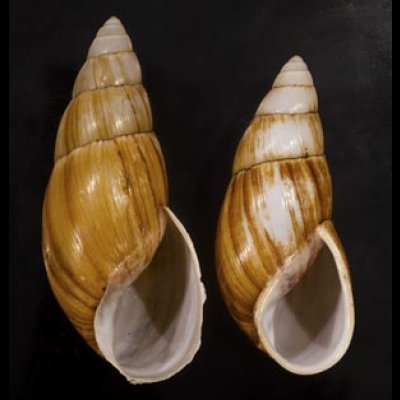 画像1: オオフデマイマイ  SALE!