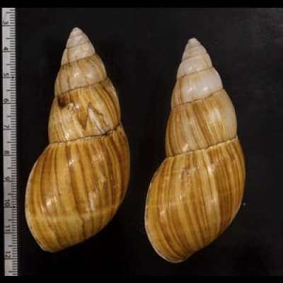 画像2: オオフデマイマイ  SALE!