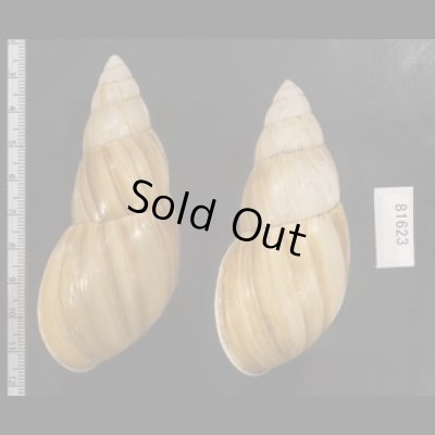 画像2: オオフデマイマイ  SALE!