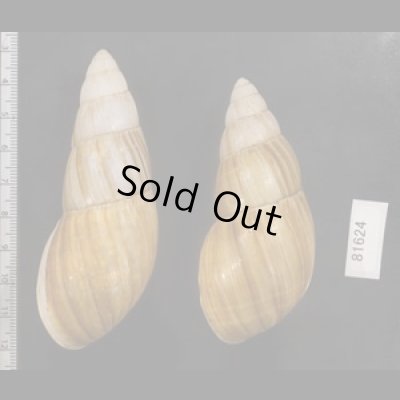 画像2: オオフデマイマイ  SALE!