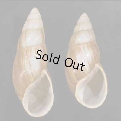 画像1: オオフデマイマイ  SALE!