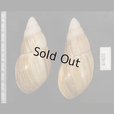 画像2: オオフデマイマイ  SALE!