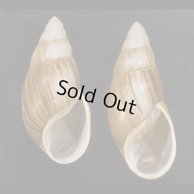 画像1: オオフデマイマイ  SALE!