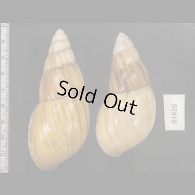 画像2: オオフデマイマイ  SALE!