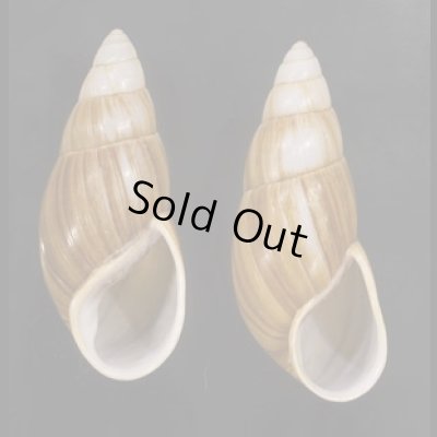 画像1: オオフデマイマイ  SALE!