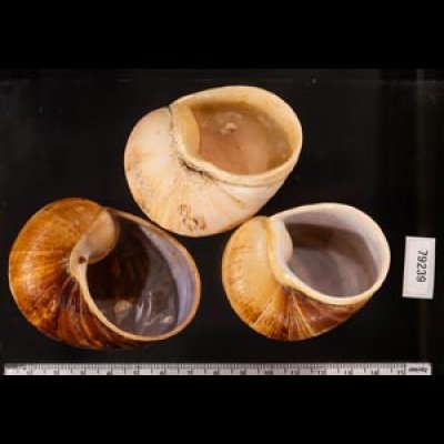エイコウヤッコマイマイ Helicophanta gloriosafig.2