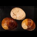 エイコウヤッコマイマイ
