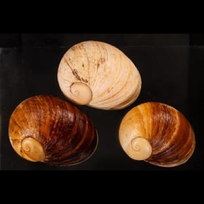 エイコウヤッコマイマイ Helicophanta gloriosafig.1