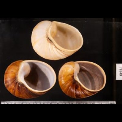 エイコウヤッコマイマイ Helicophanta gloriosafig.2