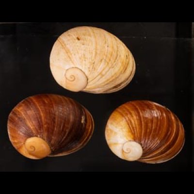エイコウヤッコマイマイ Helicophanta gloriosafig.1