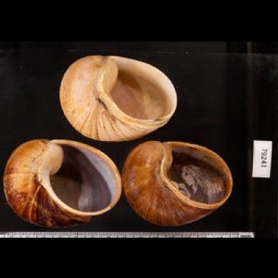 エイコウヤッコマイマイ Helicophanta gloriosafig.2