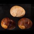 エイコウヤッコマイマイ