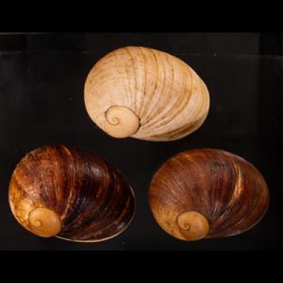 エイコウヤッコマイマイ Helicophanta gloriosafig.1
