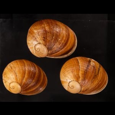 エイコウヤッコマイマイ Helicophanta gloriosafig.1