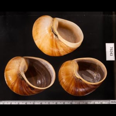 エイコウヤッコマイマイ Helicophanta gloriosafig.2