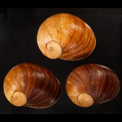 エイコウヤッコマイマイ Helicophanta gloriosafig.1