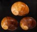 エイコウヤッコマイマイ Helicophanta gloriosafig.1