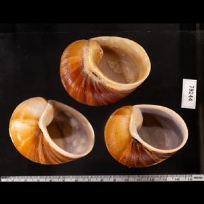 エイコウヤッコマイマイ Helicophanta gloriosafig.2