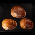 エイコウヤッコマイマイ